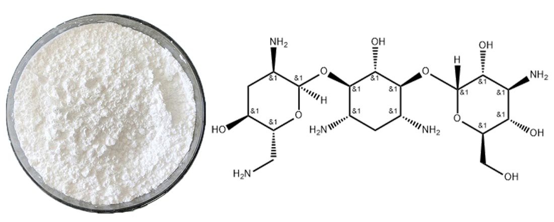 introduction of tobramycin